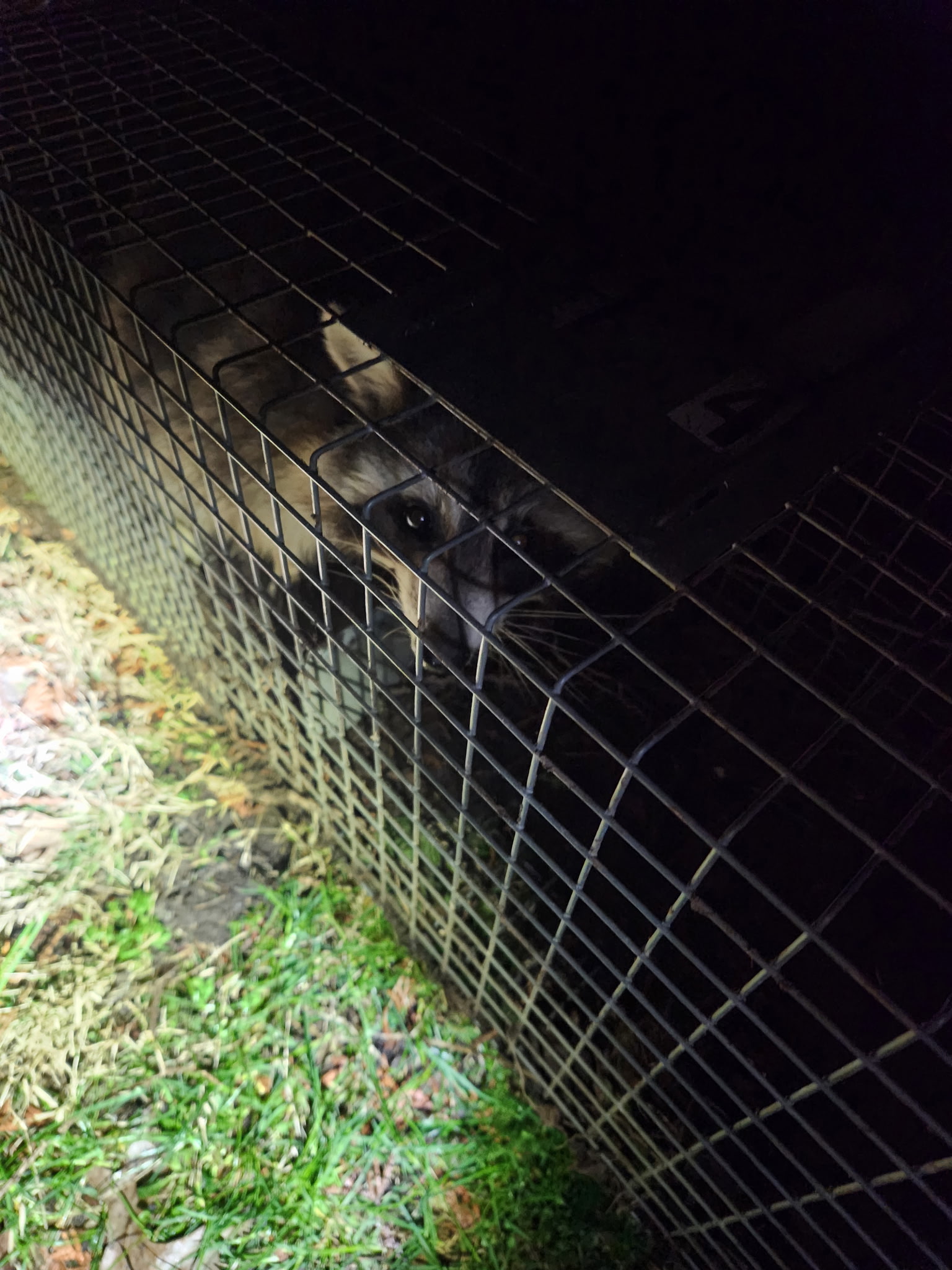 trap happy raccoon 
